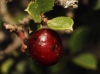 Rhamnus alaternus L. Rhamnus alaternus L.