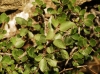 Rhamnus alaternus L. Rhamnus alaternus L.