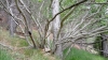 Rhamnus alpina ? 1/3