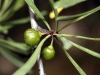 Rhamnus lycioides ? 2/3 Rhamnus lycioides ? 2/3