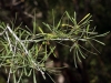 Rhamnus lycioides ? 3/3 Rhamnus lycioides ? 3/3