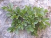 Rhamnus pumila ? 1 de 2 Rhamnus pumila ? 1 de 2