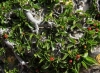 Rhamnus pumila Rhamnus pumila