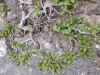 Rhamnus pumila ? 2/2 Rhamnus pumila ? 2/2
