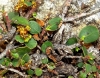 Rhamnus pumila ? Rhamnus pumila ?