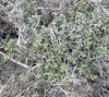 Rhamnus pumila ? Rhamnus pumila ?