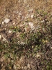Rhamnus saxatilis ? 1/2 Rhamnus saxatilis ? 1/2