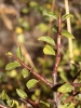 Rhamnus saxatilis ? 2/2 Rhamnus saxatilis ? 2/2