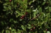 Rhamnus saxatilis ? Rhamnus saxatilis ?