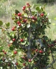Rhamnus alaternus Rhamnus alaternus