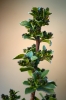 Rhamnus alaternus L. Rhamnus alaternus L.