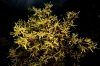 Rhamnus lycioides ? Rhamnus lycioides ?