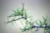 Rhamnus lycioides subsp. lycioides Rhamnus lycioides subsp. lycioides
