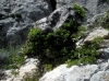 Rhamnus pumila Rhamnus pumila