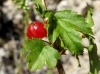Ribes alpinum L.
