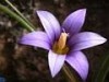 Romulea columnae