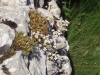 Saxifraga cf. fragilis Schrank Saxifraga cf. fragilis Schrank