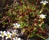 Saxifraga fragilis ? Saxifraga fragilis ?