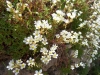 Saxifraga fragilis Schrank subsp. fragilis Saxifraga fragilis Schrank subsp. fragilis