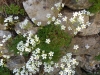 Saxifraga fragilis Schrank subsp. fragilis Saxifraga fragilis Schrank subsp. fragilis