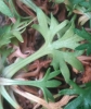 Saxifraga fragilis Schrank subsp. fragilis Saxifraga fragilis Schrank subsp. fragilis