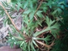 Saxifraga fragilis Schrank subsp. fragilis Saxifraga fragilis Schrank subsp. fragilis