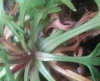 Saxifraga fragilis Schrank subsp. fragilis Saxifraga fragilis Schrank subsp. fragilis