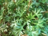 Saxifraga fragilis Schrank subsp. fragilis Saxifraga fragilis Schrank subsp. fragilis