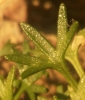 Saxifraga fragilis Schrank subsp. fragilis Saxifraga fragilis Schrank subsp. fragilis