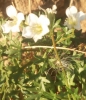 Saxifraga fragilis Schrank subsp. fragilis Saxifraga fragilis Schrank subsp. fragilis