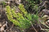 Thymelaea sanamunda All.