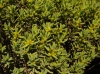Thymelaea tinctoria (Pourr.) Endl. subsp. tinctoria