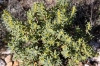 Thymelaea tinctoria (Pourr.) Endl. subsp. tinctoria