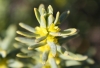 Thymelaea tinctoria (Pourr.) Endl. subsp. tinctoria