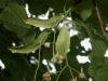 Tilia platyphyllos 1 de 5