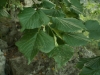 Tilia platyphyllos 2 de 5