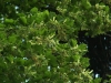 Tilia platyphyllos 3 de 5