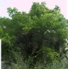 Tilia platyphyllos 4 de 5