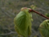 Tilia platyphyllos 5 de 5