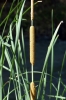 Typha angustifolia L.