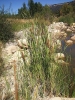 Typha domingensis 1/3