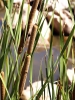 Typha domingensis 2/3