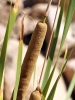 Typha domingensis 3/3