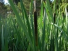 Typha latifolia L.