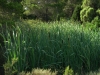 Typha latifolia L.