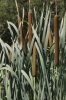 Typha domingensis (a confirmar)