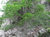 Ulmus glabra 2 de 2
