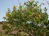 Ulmus glabra 1/3 (a confirmar)