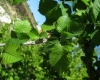Ulmus minor 1/2