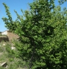 Ulmus minor 2/2